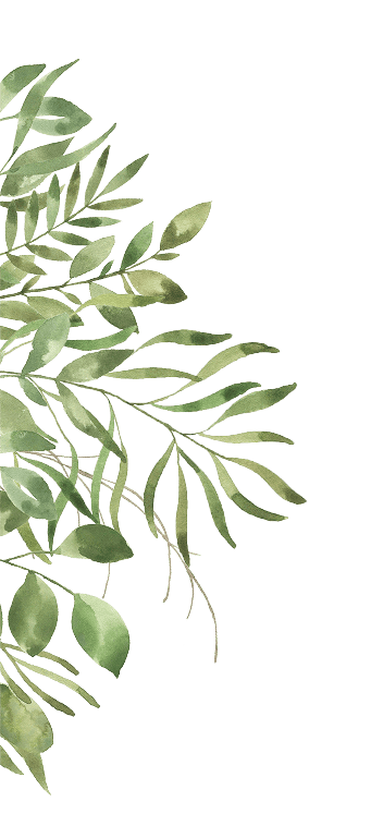 grass plant