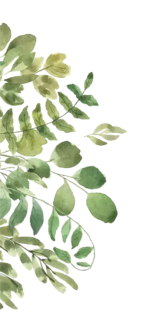 grass plant